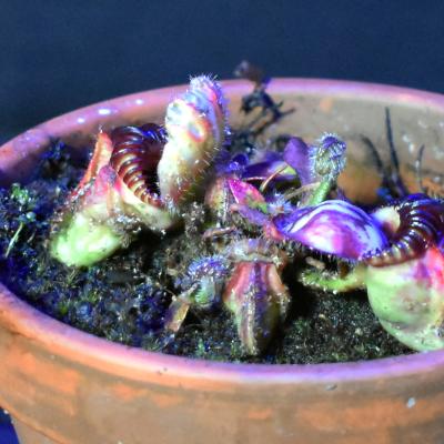 Tropical Pitcher Plants | Akron Zoo